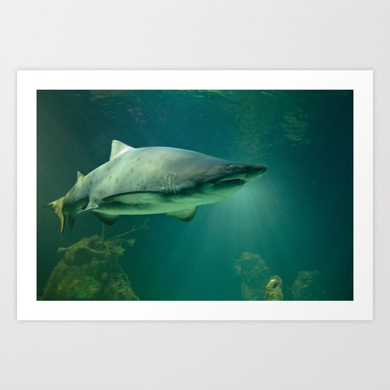 Shark Art Print