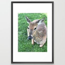 Deer sitting in grass, Minneapolis photography series, no. 5 Framed Art Print