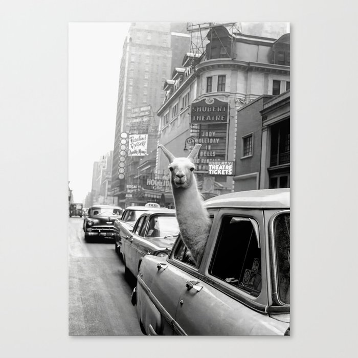 Llama Riding In Taxi Black And White Vintage Print Canvas Print By Vintagevault Society6 Llama Riding In Taxi Black And White Vintage Print Canvas Print By Vintagevault Society6