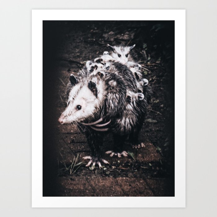 Opossum Mom Carrying Babies on her Back Art Print