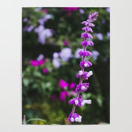 Salvia Poster