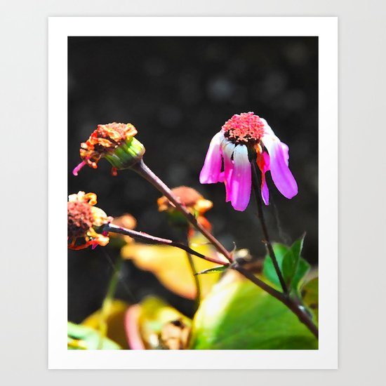 Hanging on to beauty Art Print