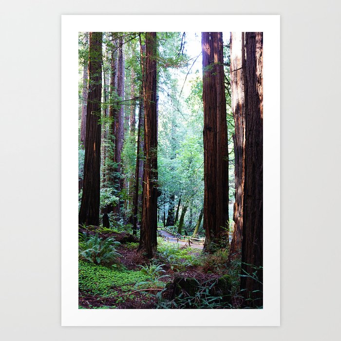 Muir Woods 2 Art Print