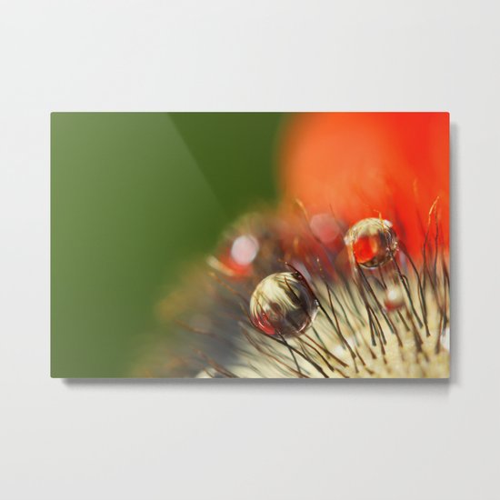 Poppy Drop Abstract Metal Print