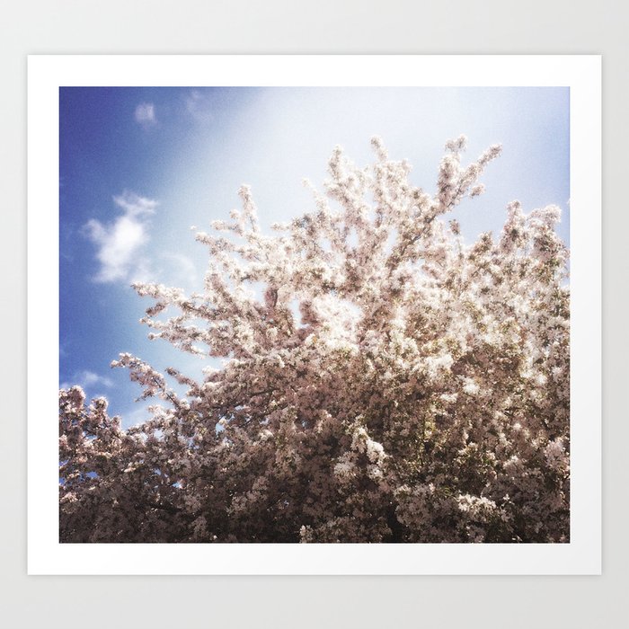 Blossoms in Spring Art Print