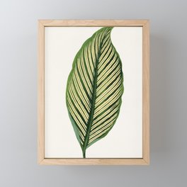 Maranta Leaf Framed Mini Art Print