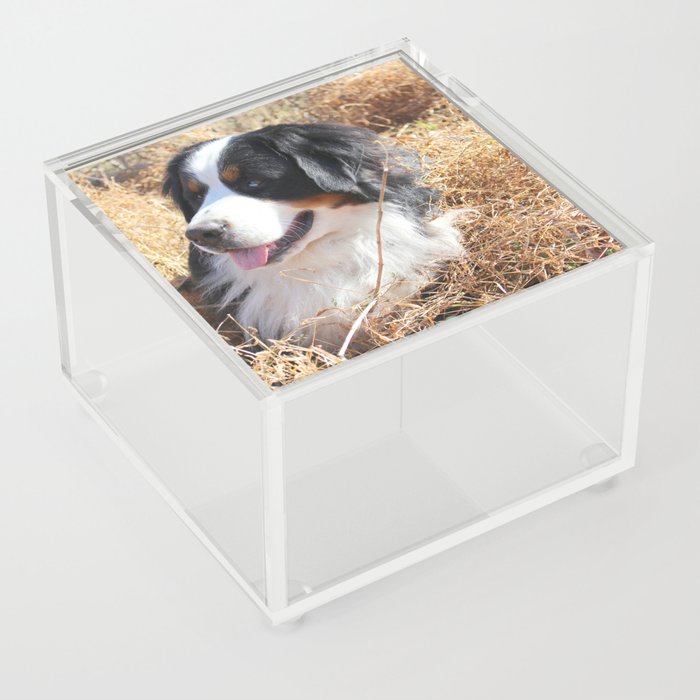 Bernese Mountain Dog Acrylic Box