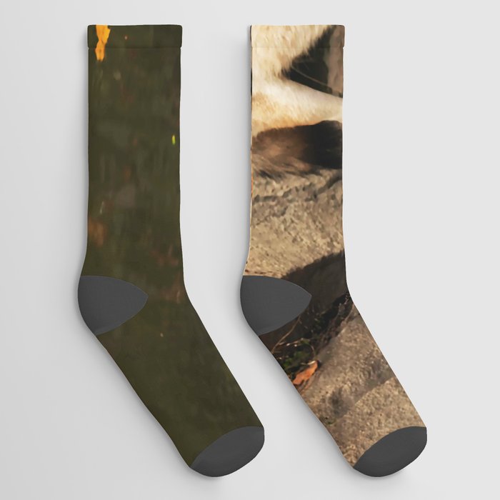 Lone Timber Wolf Grey Canis Lupus 133 Socks