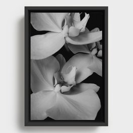 orchids Framed Canvas