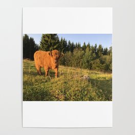 Fluffy Highland Cattle Cow 1188 Poster