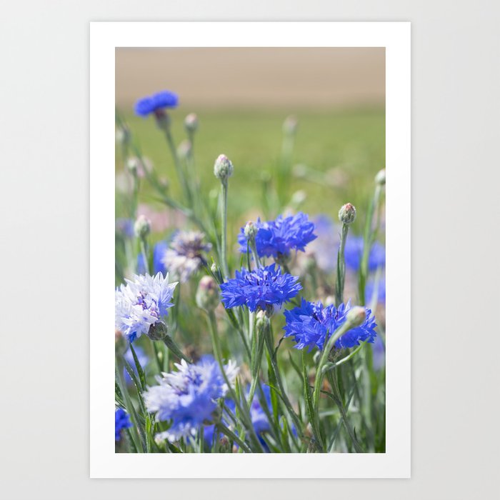 Bright blue cornflowers in France - floral nature and travel photography Art Print