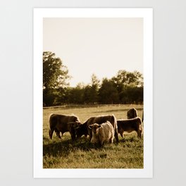 Herd of Highland Cattle Art Print