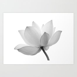 Minimal Black and White Floral Botanical Nature Photo Lotus / Water Lily Flower Bloom Art Print | Loto, Nature, Asia, Asian, Blackwhite, Oriental, Flora, Elegant, Lotusflower, Floral 