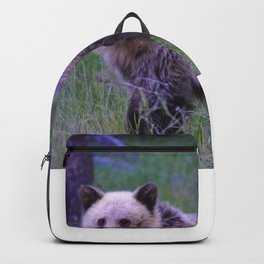 Grizzly bear cub in Jasper National Park | Alberta Backpack