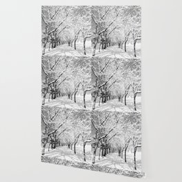 Light Through Snow Covered Trees, B&W Wallpaper