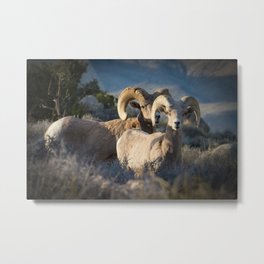 Desert Big Horn-Joshua Tree National Park Metal Print | Hunterprint, Wanderlust, Sheep, Peacefulart, Bighorn, Photo, Rams, Bluebeige, Color, Desertanimals 