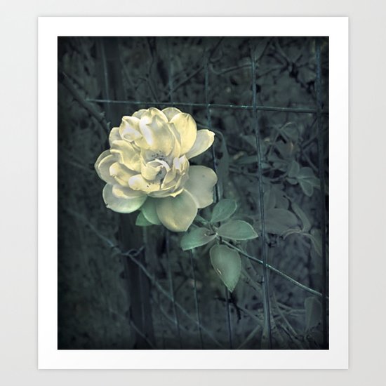 Fence Bloom Art Print
