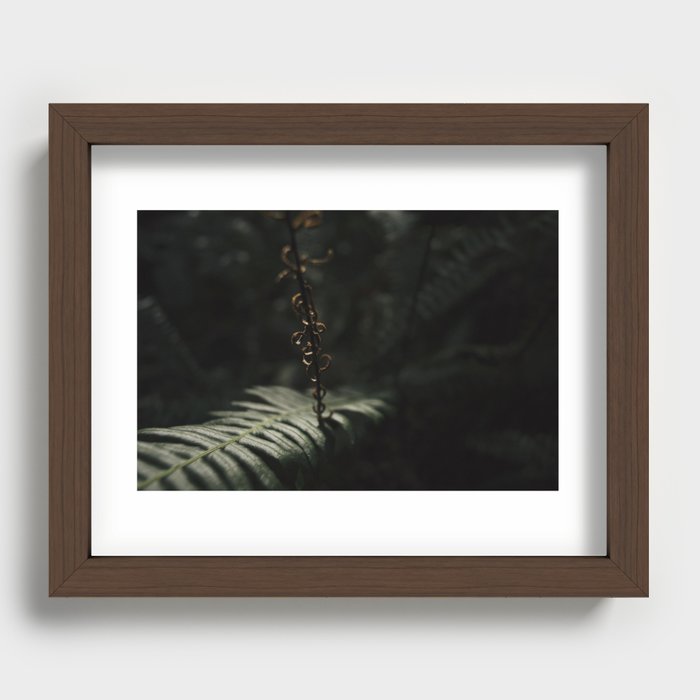 sword fern fertile frond Recessed Framed Print