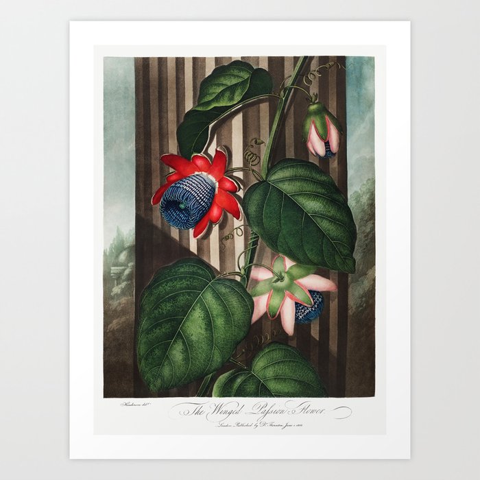 The Winged Passion-Flower from The Temple of Flora Art Print