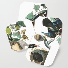 Wood duck, Birds of America, Audubon Plate 206 Coaster