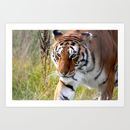 Bengal Tiger Art Print