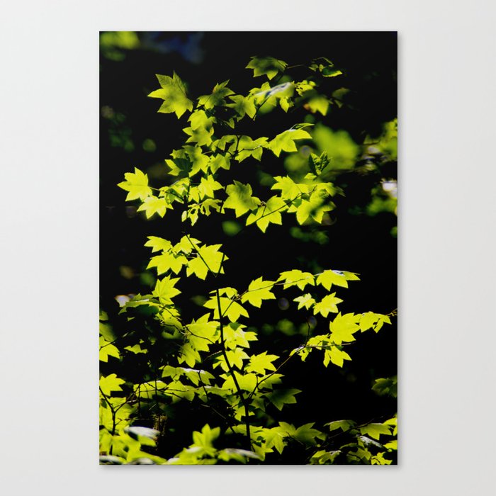 late summer sunny maple leaves Canvas Print