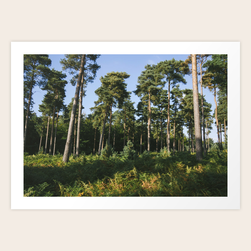 Sunlight Through Forest Of Pine Trees Pinus Sylvestris Thetford Norfolk Uk Art Print By Liamgrantfoto Society6 Sunlight Through Forest Of Pine Trees Pinus Sylvestris Thetford Norfolk Uk Art Print By Liamgrantfoto Society6