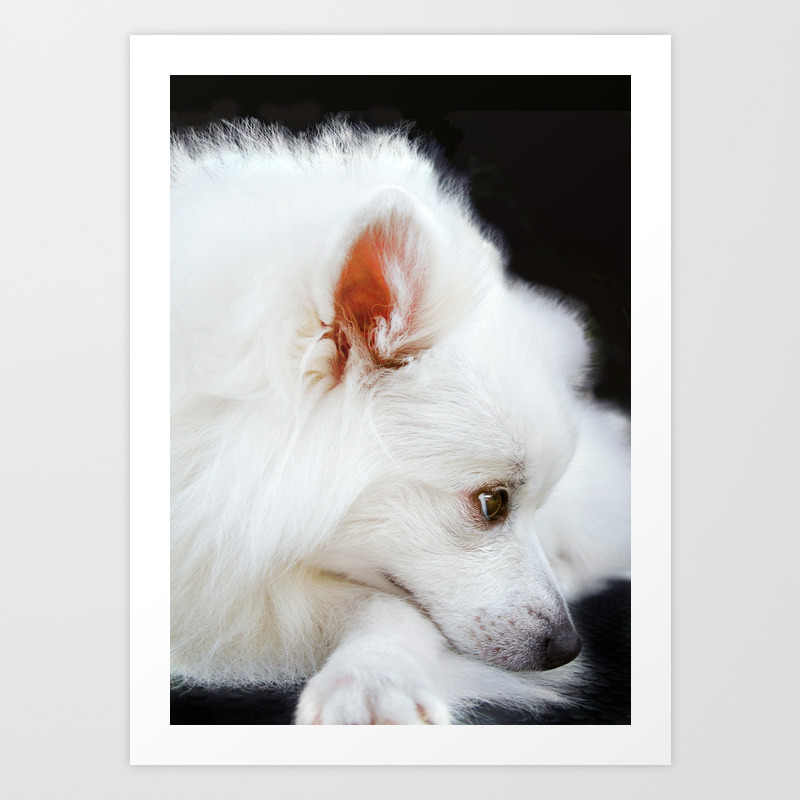Black And White Japanese Spitz Dog Art Print By Ana Vasileva Society6