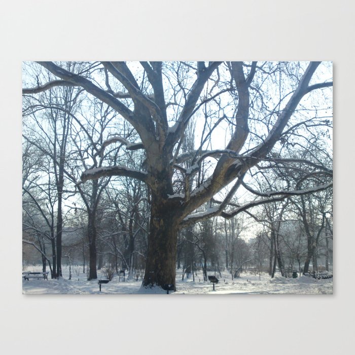 Old tree in winter sunny day Canvas Print