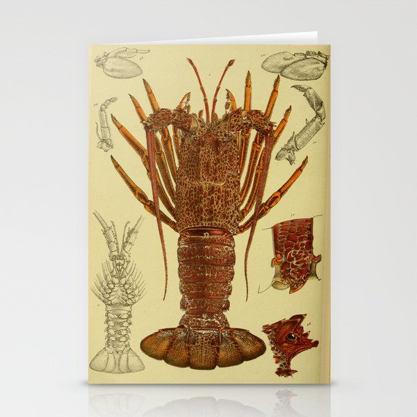 Vintage Lobster Anatomy Diagram (1890) Stationery Cards by BravuraMedia