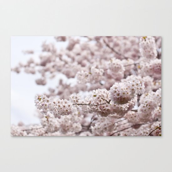 delicate blooms Canvas Print