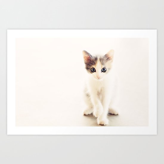 White and Grey Kitten Art Print