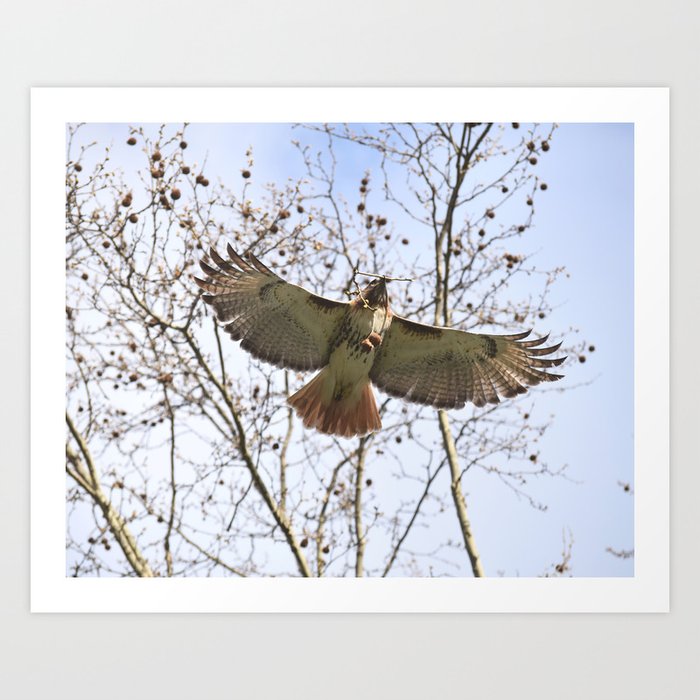 Gliding hawk 18 Art Print