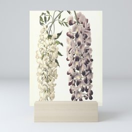 Wisteria Sinensis Botanical Art Isolated On White Mini Art Print