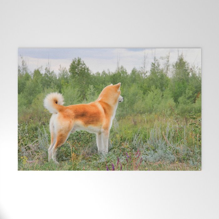 Japanese akita hot sale male