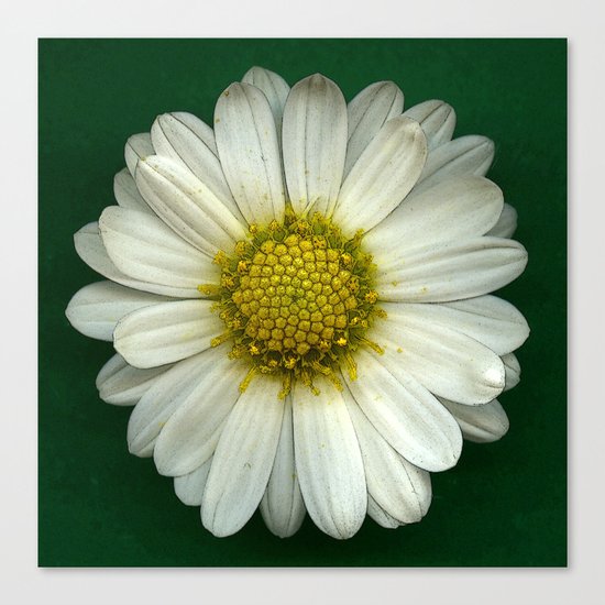 Single White Chrysanthemum Canvas Print