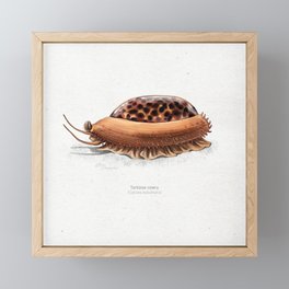 Tortoise cowry scientific illustration art print Framed Mini Art Print