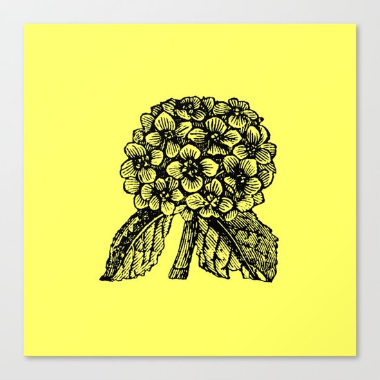 Yellow Hydrangea Canvas Print