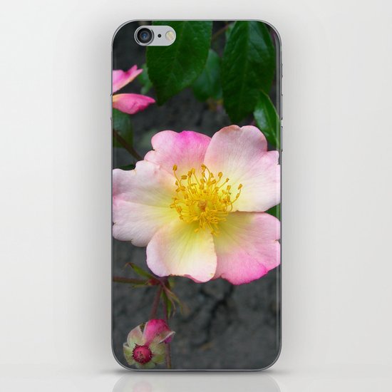 wild rose IV iPhone Skin