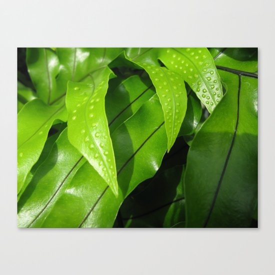 From the Conservatory #42 Canvas Print