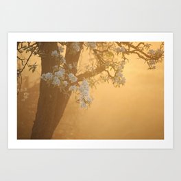 Minimal golden blossom tree at spring sunrise | the Netherlands  Art Print