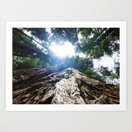 Redwoods  Art Print | Nature, Photo 