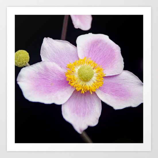 Pink wild rose Art Print