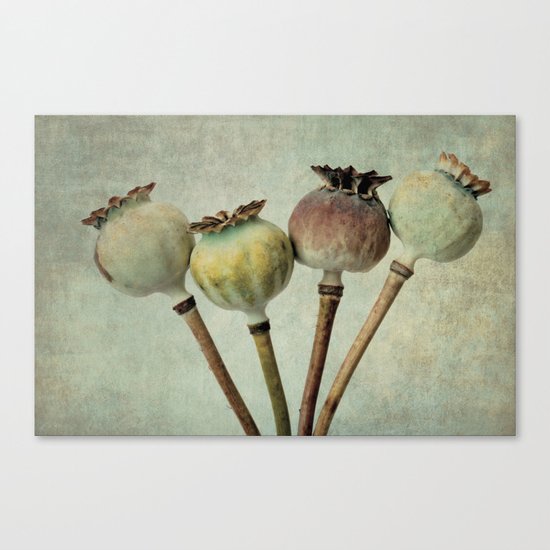 Poppy pods Canvas Print