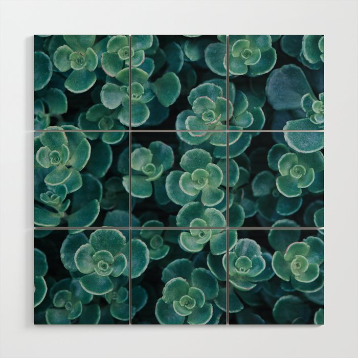 Succulents in Shades of the Sea Wood Wall Art