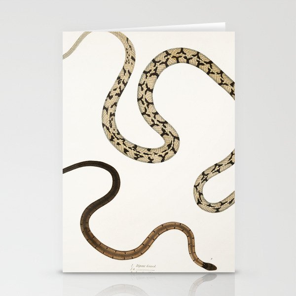 Dipsus Gocool & Black Headed Lycodon Stationery Cards