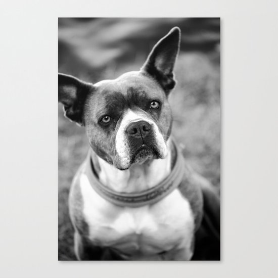 Dogs Canvas Print