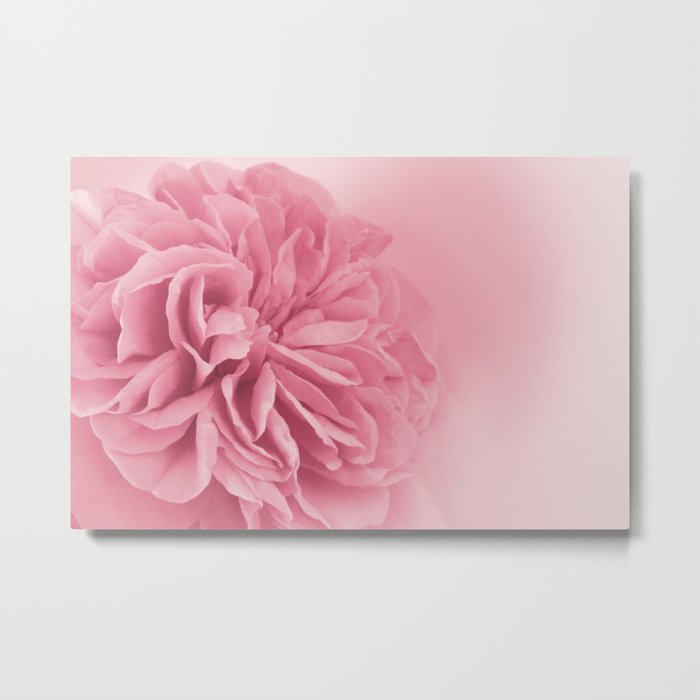 Light Pink Rose #1 #floral #art #society6 Metal Print