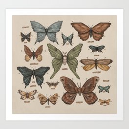 Butterflies and Moth Specimens Art Print