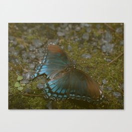 BLUE BUTTERFLY Canvas Print